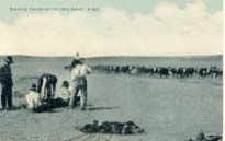 Branding calves on the open range. [1906].