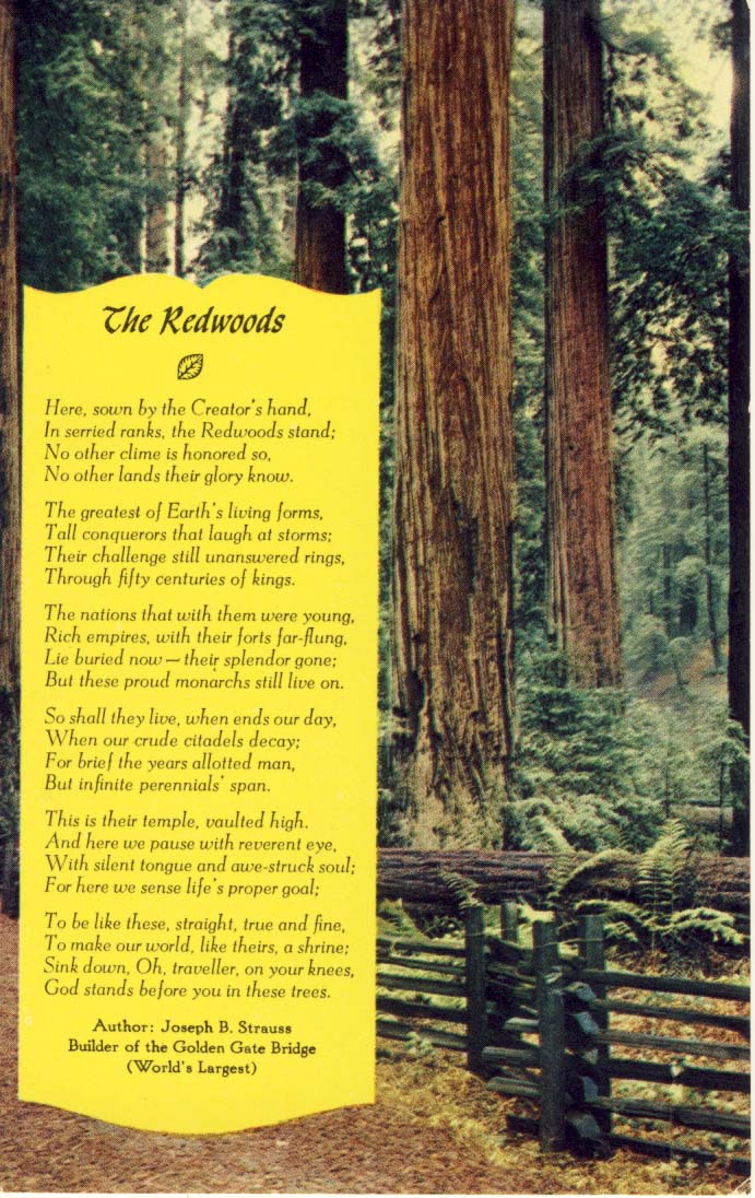 The Redwoods postcard 1960s