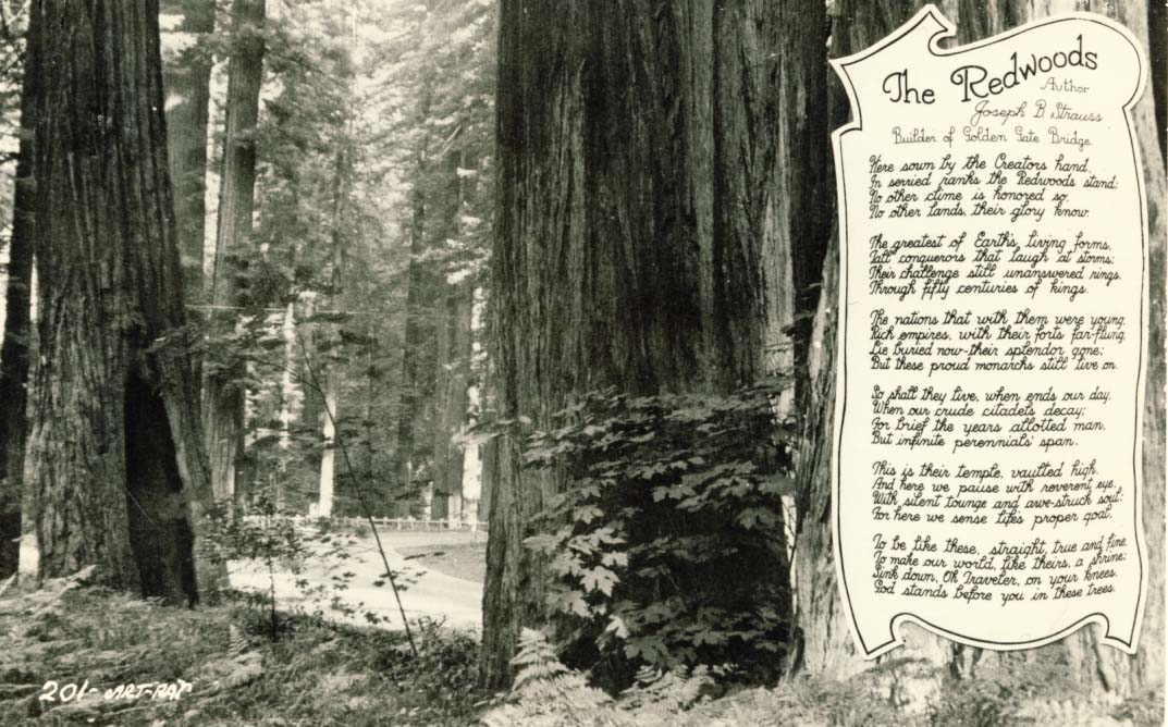 The Redwoods postcard 1950s