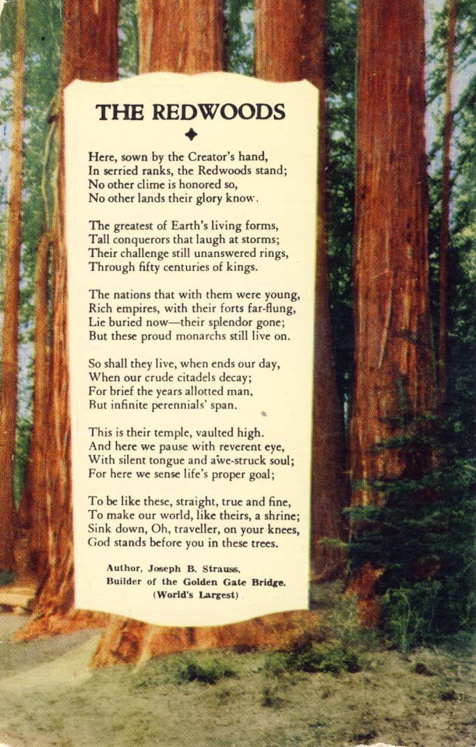 The Redwoods postcard 1960s
