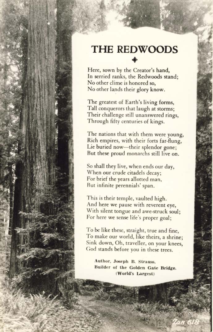 The Redwoods postcard 1932