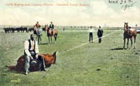 Cattle roping near Calgary, Alberta. Canadian Pacific Railway [1906].