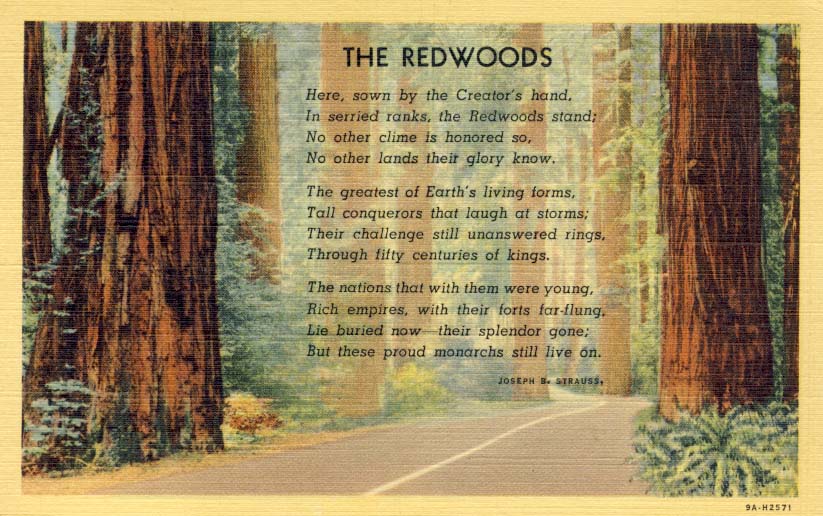 The Redwoods postcard 1939