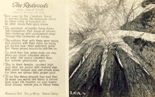 The Redwoods postcard 1930s